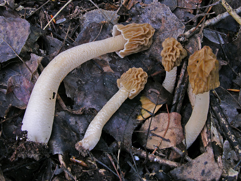 05 aprile 2007 Verpa bohemica.